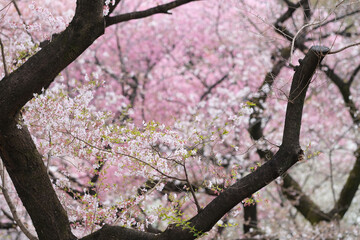 cherry blossom