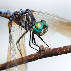 Macro of a Blue Dasher Skimmer Dragonfly (Pachydiplax longipennis) perched on a wooden branch. Long Island, New York.