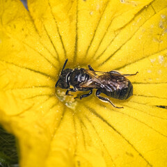 Macro of a Ceratina Small Carpenter Bee (Xylocopinae) pollinating and feeding on a yellow cucumber flower. Long Island, New York.