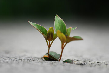 Nice early spring plant leaves with out of focus background, nature awakening, close up macro