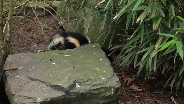 Raccoon Walks Away From Striped Skunks Foraging On The Ground At The Artis Zoo In The Netherlands. closeup