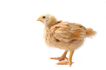 chick brown beige three weeks old, little hen, isolated chick, chick on white background