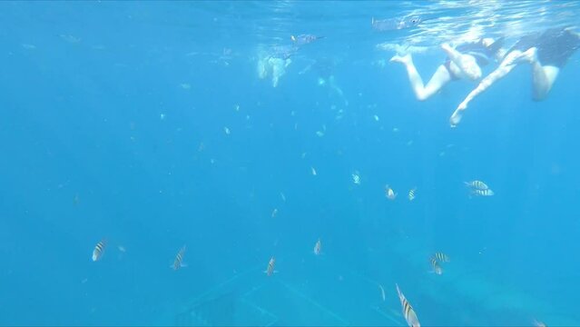 View of a snorkler snorkeling underwater with fishes in the caribbean sea