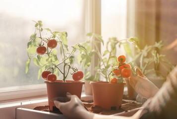 Female hands plant tomatoes using pots on the windowsill with a large window in the background under the sunlight. Spring freshness, eco natural products, planting of the harvest concept