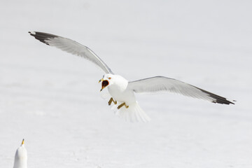 ring-billed gull (Larus delawarensis) pair during the mating season