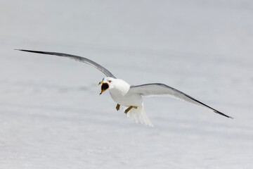 ring-billed gull (Larus delawarensis) pair during the mating season