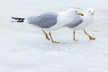 ring-billed gull (Larus delawarensis) pair during the mating season