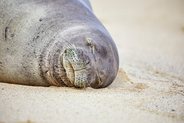 Hawaiian Monk Seal sleeping on the Beach
