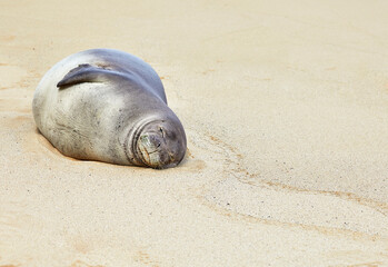 Fototapeta na wymiar Hawaiian Monk Seal sleeping on the Beach