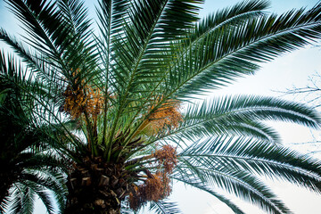 Fototapeta na wymiar Natural background,texture,palm tree with branches and green leaves