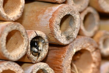 Samiec pszczoły murarki rogatej (Osmia bicornis) w gnieździe z bambusa
