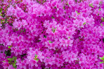 Blooming azalea. Pink floral backdrop. Spring flowers texture. Azalea flowering bush.