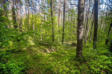 Green bushes and trees in the spring forest