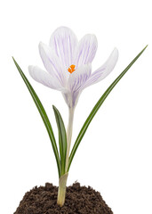 Naklejka premium Crocus flower growing from the ground, isolated on white background