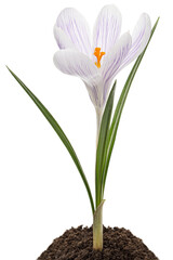 Obraz premium Crocus flower growing from the ground, isolated on white background