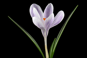 White crocus flower with blue stripes, isolated on black background