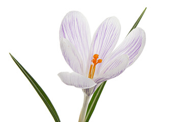 Obraz premium White crocus flower with blue stripes, isolated on white background