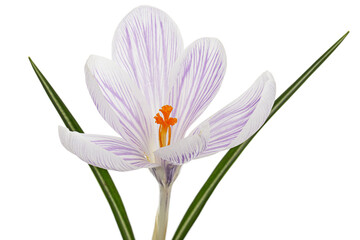 White crocus flower with blue stripes, isolated on white background