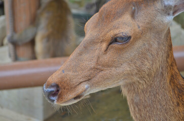 野生鹿の顔