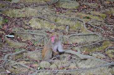日本の淡路島に住んでいる野生猿、猿、日本猿。
人間にも近づくことがあります、人間から逃げない