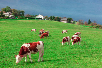 Fototapeta na wymiar Alpine cows grazing fresh grass