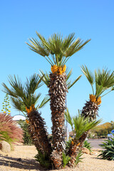 Blooming palm tree with tight clusters of yellow flowers at the base of fronds 