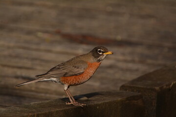 American Robin on walkway