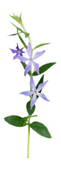 png. periwinkle on on a white background. easter. spring flowers. spring