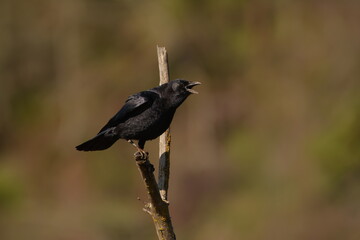 American Crow Calling