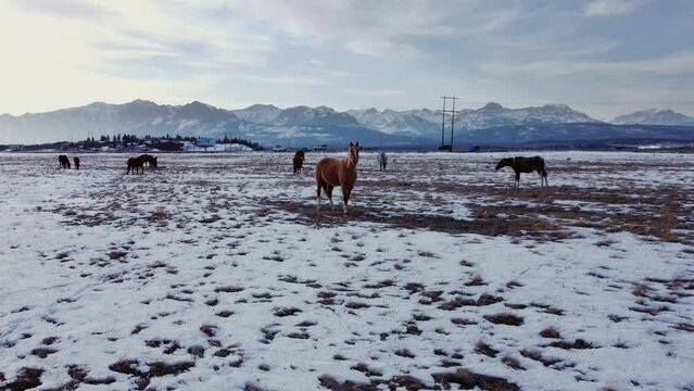orse eye contact herd grazing on field mountains highway background