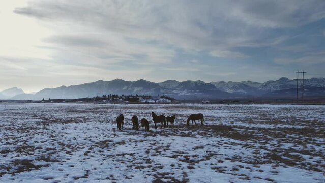 Horse herd grazing on field by mountains highway background