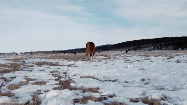 Horses walking away toward herd on field in winter followed