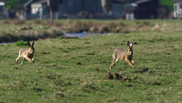A tracking shot of two European hares running in the wild. Its scientific name is "Lepus Europaeus". Another one joins the chase.