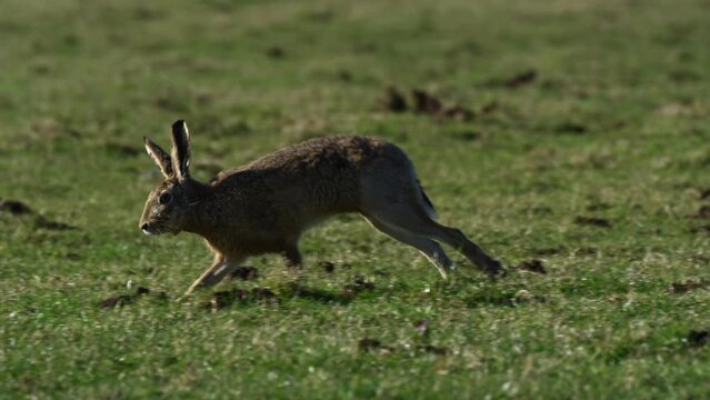 A tracking shot of a European hare sitting in the wild and runs away. Its scientific name is "Lepus Europaeus".
