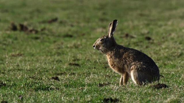 A tracking shot of a European hare sitting in the wild. Its scientific name is "Lepus Europaeus".
