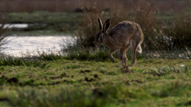 A tracking shot of a European hare running in the wild. Its scientific name is "Lepus Europaeus".