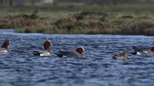 A stationary footage of a group of floating migratory birds called "Eurasian wigeon" in the river in the Netherlands. Its Dutch name is "Smient".