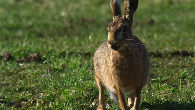 A tracking shot of a European hare sitting in the wild, turns around, and runs away. Its scientific name is "Lepus Europaeus".
