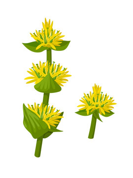 Vector illustration, Gentiana lutea or great yellow gentian, isolated on white background.