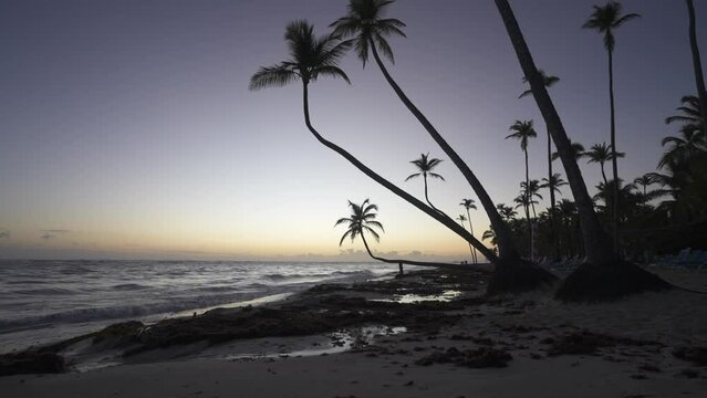 Waves lapping on the beach and palm trees at sunrise, Bavaro Beach, Punta Cana, Dominican Republic, West Indies, Caribbean, Central America