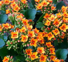 Kalanchoe Blossfeldiana
