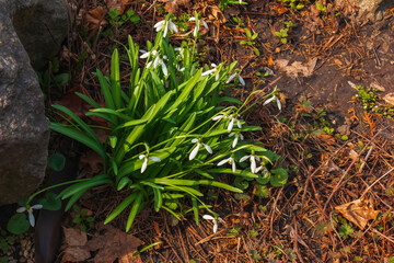 Beautiful first flowers snowdrops in spring forest. Tender spring flowers snowdrops harbingers of warming symbolize the arrival of spring.