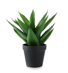 Artificial aloe on white background