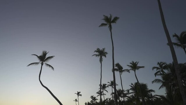 Waves lapping on the beach and palm trees at sunrise, Bavaro Beach, Punta Cana, Dominican Republic, West Indies, Caribbean, Central America