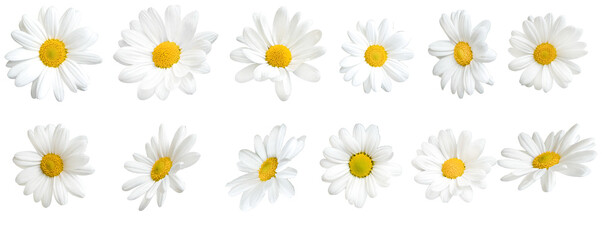 Sunny daisy flowers isolated on transparent background. - Powered by Adobe