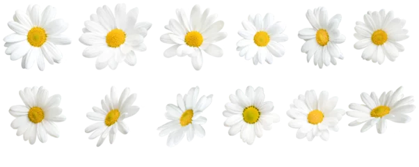 Fototapeten Sunny daisy flowers isolated on transparent background. © bluebeat76