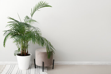 Palm tree and pouf near light wall in room