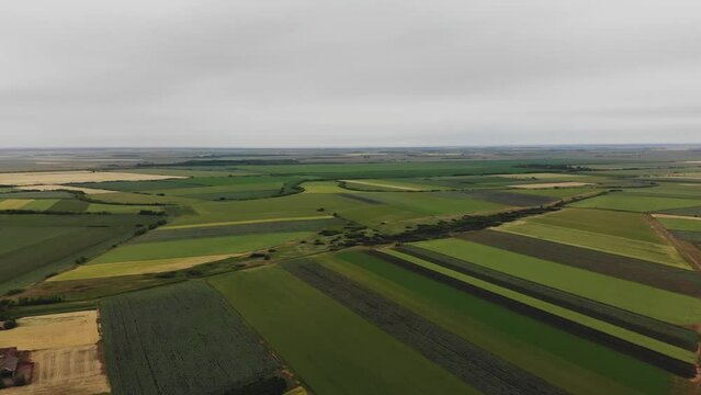 
Beautiful Aerial View of Green Agricultural field on Sunrise. Aerial View of Corn Crops Field From Drone Point Of View. Flight Above Cornfield. Wind Wave.
