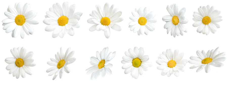 Sunny daisy flowers isolated on transparent background.