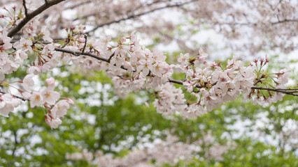 春に咲く日本の桜の花